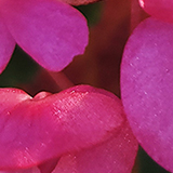 ベゴニアの写真